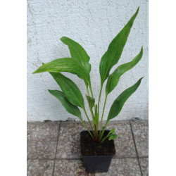 JEŻÓWKA HOT PAPAYA Echinacea