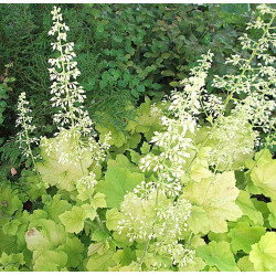 ŻURAWKA Citronelle Heuchera