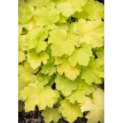 ŻURAWKA Citronelle Heuchera