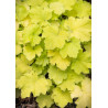 ŻURAWKA Citronelle Heuchera