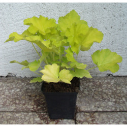 ŻURAWKA Citronelle Heuchera