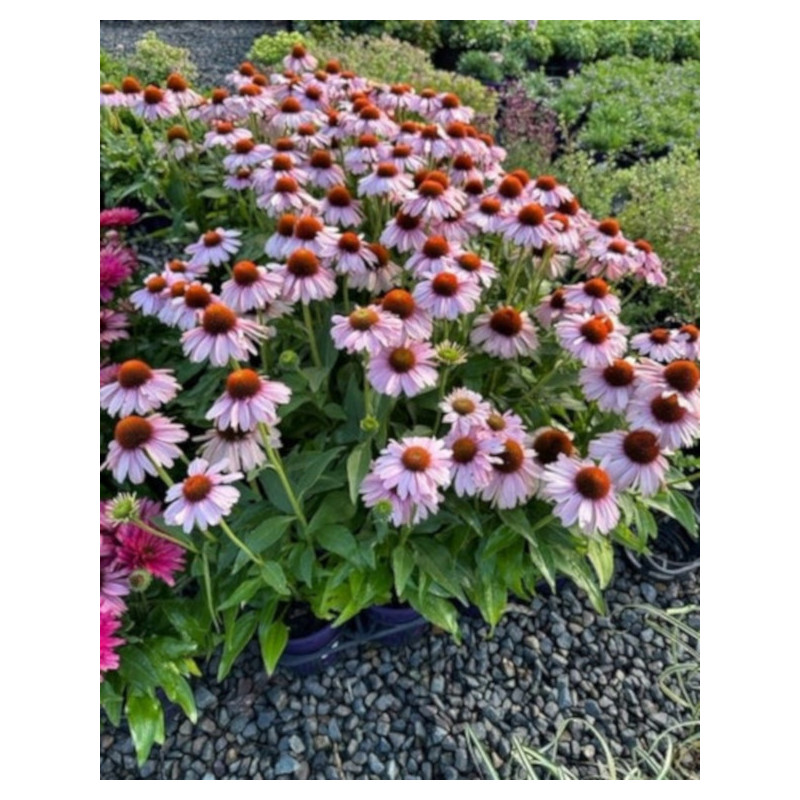 JEŻÓWKA SUNSEEKERS BLUSH