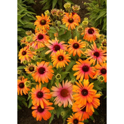 JEŻÓWKA RAINBOW MARCELLA