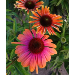 JEŻÓWKA RAINBOW MARCELLA