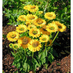 JEŻÓWKA SUN SEEKERS GOLDEN SUN