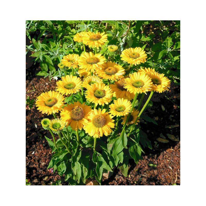 JEŻÓWKA SUN SEEKERS GOLDEN SUN