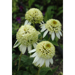 JEŻÓWKA COCOUNT LIME