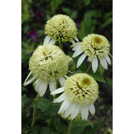 JEŻÓWKA COCOUNT LIME