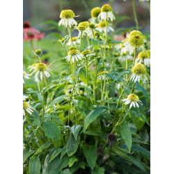 JEŻÓWKA COCOUNT LIME