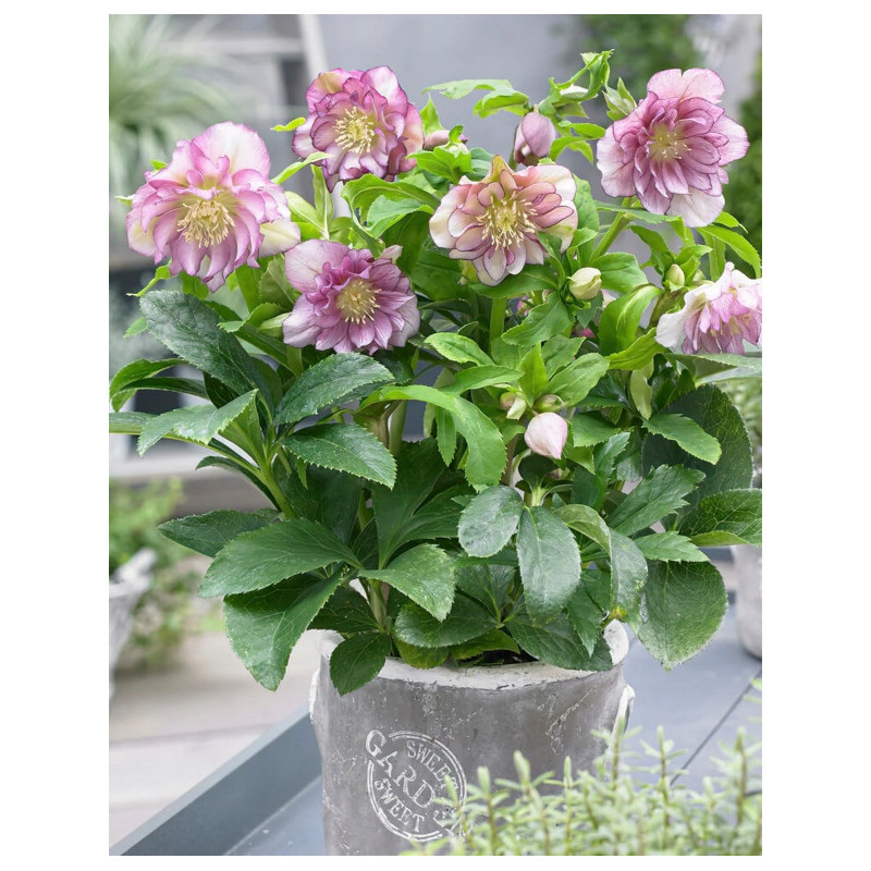 CIEMIERNIK WSCHODNI DOUBLE ELLEN PINK SPOTTED