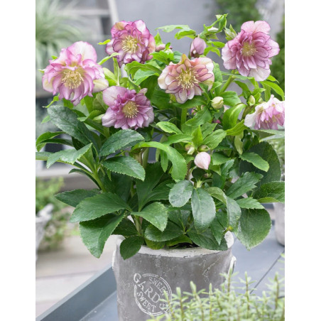 CIEMIERNIK WSCHODNI DOUBLE ELLEN PINK SPOTTED