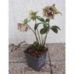 CIEMIERNIK WSCHODNI DOUBLE ELLEN PINK SPOTTED