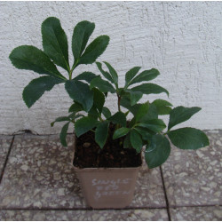 CIEMIERNIK WSCHODNI SINGLE RED GREEN CENTER