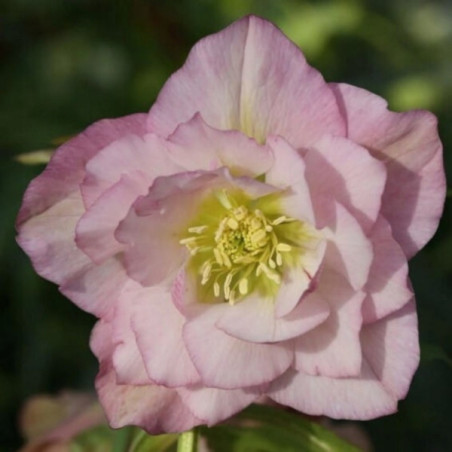 CIEMIERNIK WSCHODNI DOUBLE ELLEN PINK