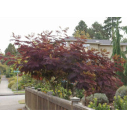 ALBICJA SUMMER CHOCOLATE