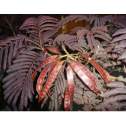 ALBICJA SUMMER CHOCOLATE