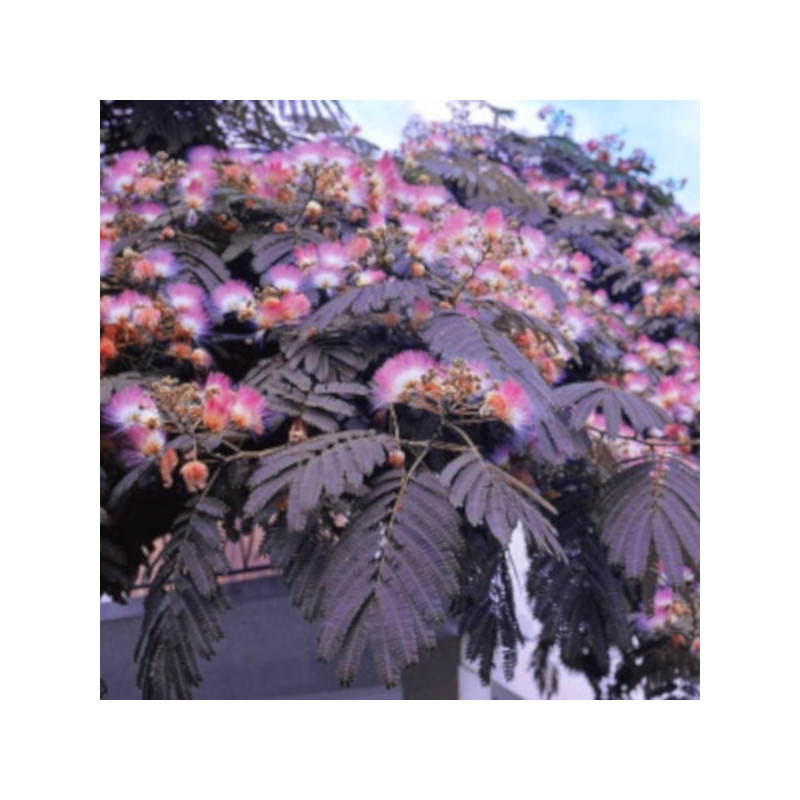 ALBICJA SUMMER CHOCOLATE