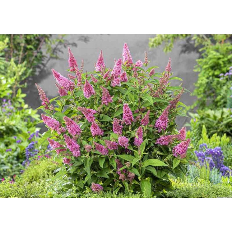 BUDLEJA BUTTERFLY CANDY LITTLE PINK