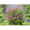 BUDLEJA BUTTERFLY CANDY LITTLE PINK