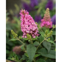 BUDLEJA BUTTERFLY CANDY LITTLE PINK