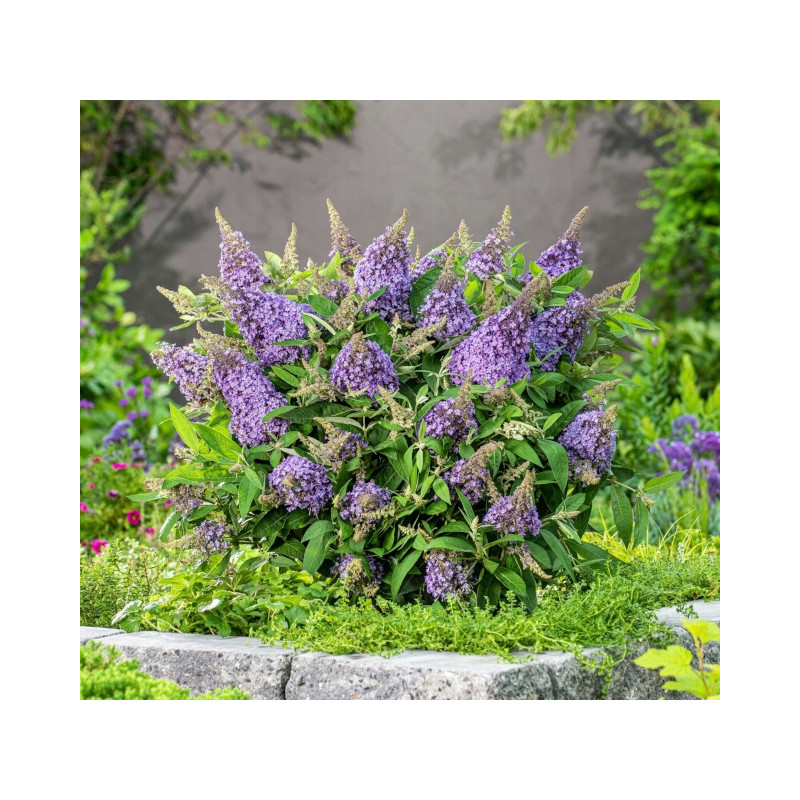BUDLEJA BUTTERFLY CANDY LILA SWEETHEART