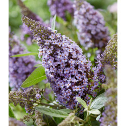 BUDLEJA BUTTERFLY CANDY LILA SWEETHEART
