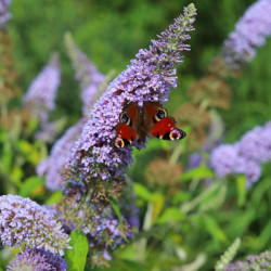 BUDLEJA BUTTERFLY CANDY LITTLE LILA