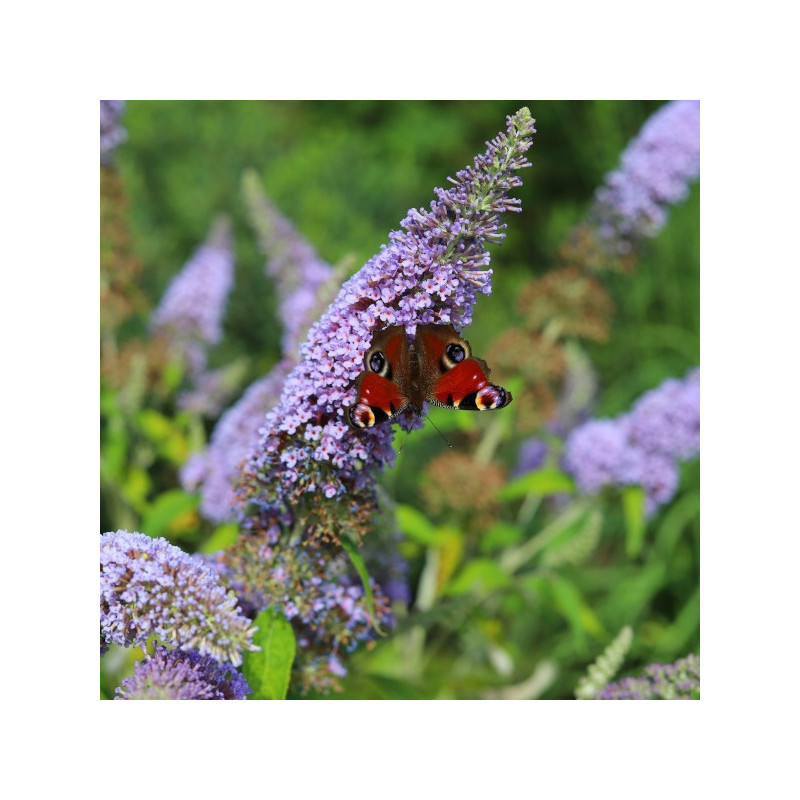 BUDLEJA BUTTERFLY CANDY LITTLE LILA