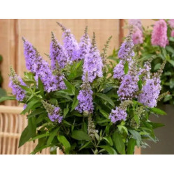 BUDLEJA BUTTERFLY CANDY LITTLE LILA