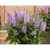BUDLEJA BUTTERFLY CANDY LITTLE LILA
