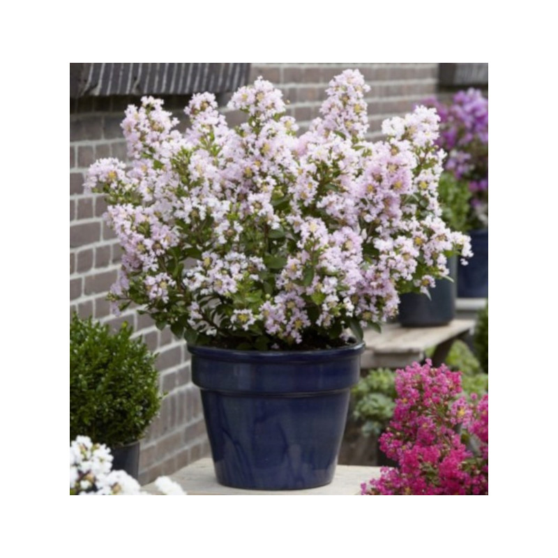 LAGERSTROEMIA WITH LOVE BABE