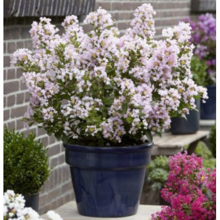 LAGERSTROEMIA WITH LOVE BABE