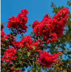 LAGERSTROEMIA MAGNIFICA RUBRA