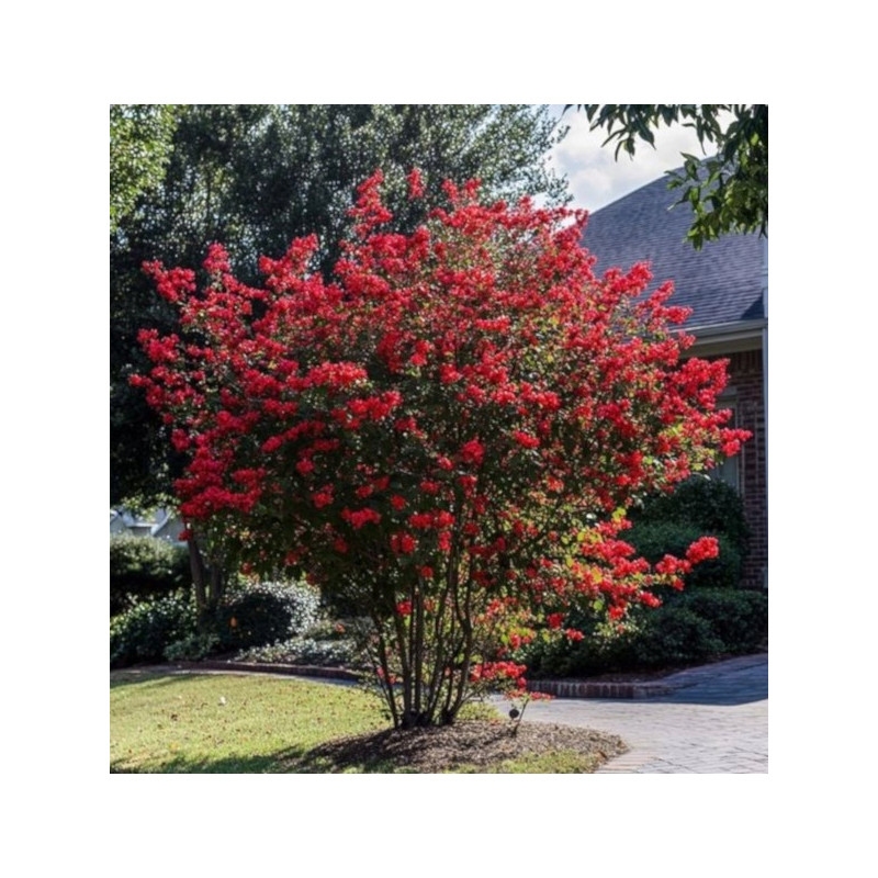 LAGERSTROEMIA MAGNIFICA RUBRA