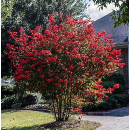 LAGERSTROEMIA MAGNIFICA RUBRA