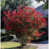 LAGERSTROEMIA MAGNIFICA RUBRA