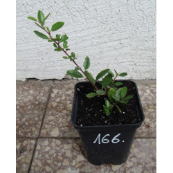 OGNIK SZKARŁATNY Red Column