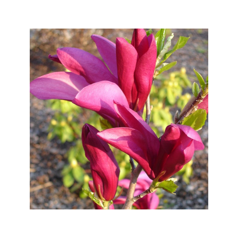 MAGNOLIA SUSAN