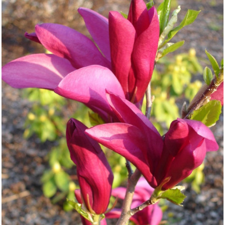 MAGNOLIA SUSAN