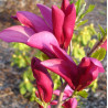 MAGNOLIA SUSAN