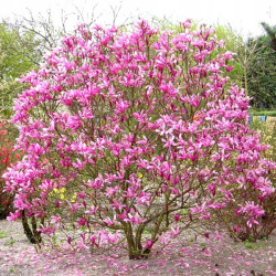 MAGNOLIA SUSAN