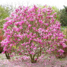 MAGNOLIA SUSAN