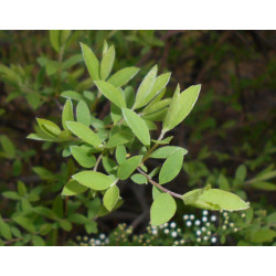 TAWUŁA SZARA GREFSHEIM