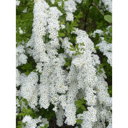 TAWUŁA SZARA GREFSHEIM