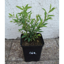 TAWUŁA SZARA GREFSHEIM