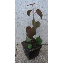 GRUJECZNIK JAPOŃSKI