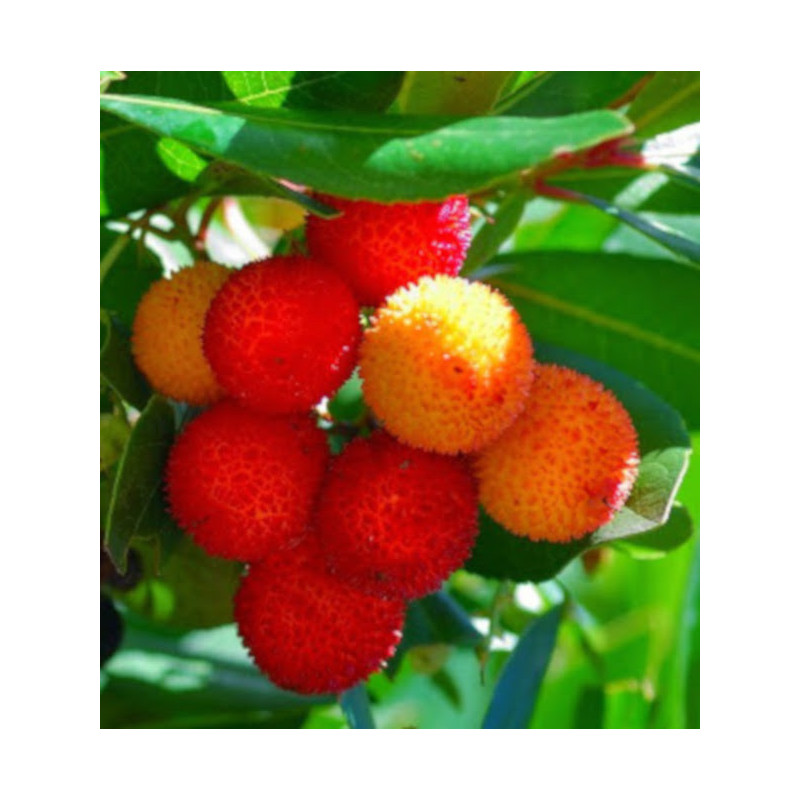 DRZEWO TRUSKAWKOWE - sadzonki w doniczkach