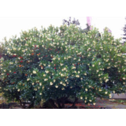 DRZEWO TRUSKAWKOWE - sadzonki w doniczkach