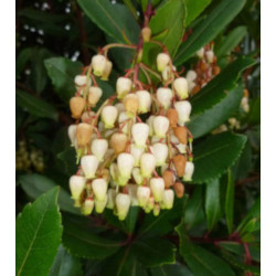 DRZEWO TRUSKAWKOWE - sadzonki w doniczkach