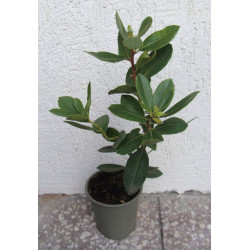 DRZEWO TRUSKAWKOWE - sadzonki w doniczkach